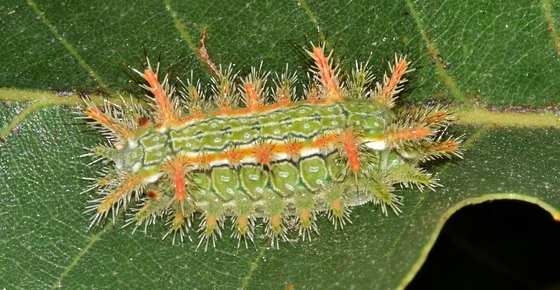 Caterpillar Identification Chart