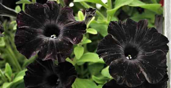 Magnificent Types of Black Flowers with Pictures and Names