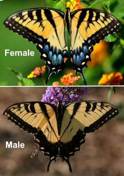 tiger swallowtail male and female