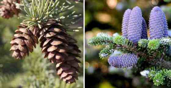 Conifer Identification Chart