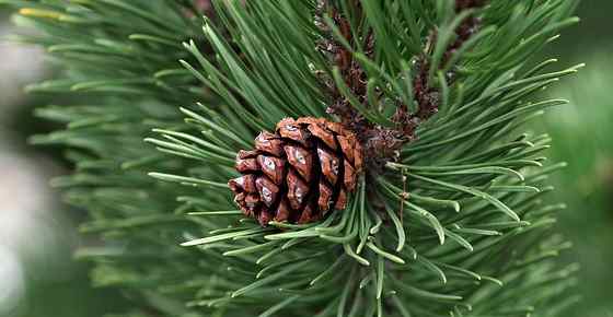 Pine Tree Identification Chart