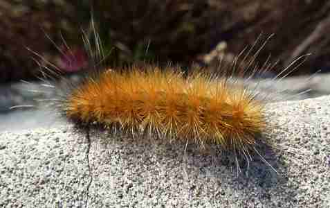 yellow wooly bear
